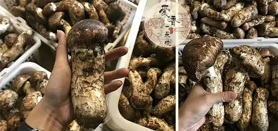 beat365官网-《审判长！肚子饿了！